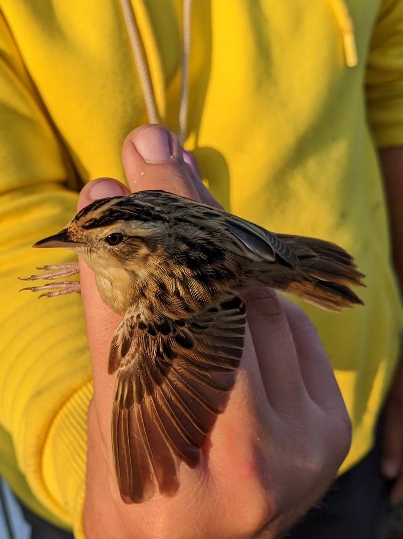 Nez à bec, rencontre avec les oiseaux des roseaux - 7/08