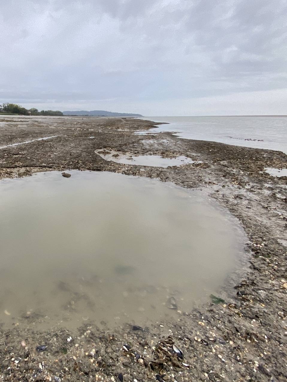 Pêche à pied naturaliste - 23/08