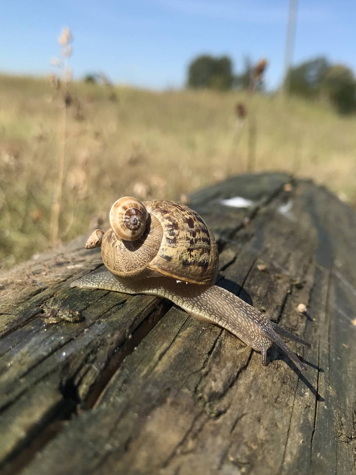 Mercredi Nature - A la découverte des escargots et limaces - 22/10