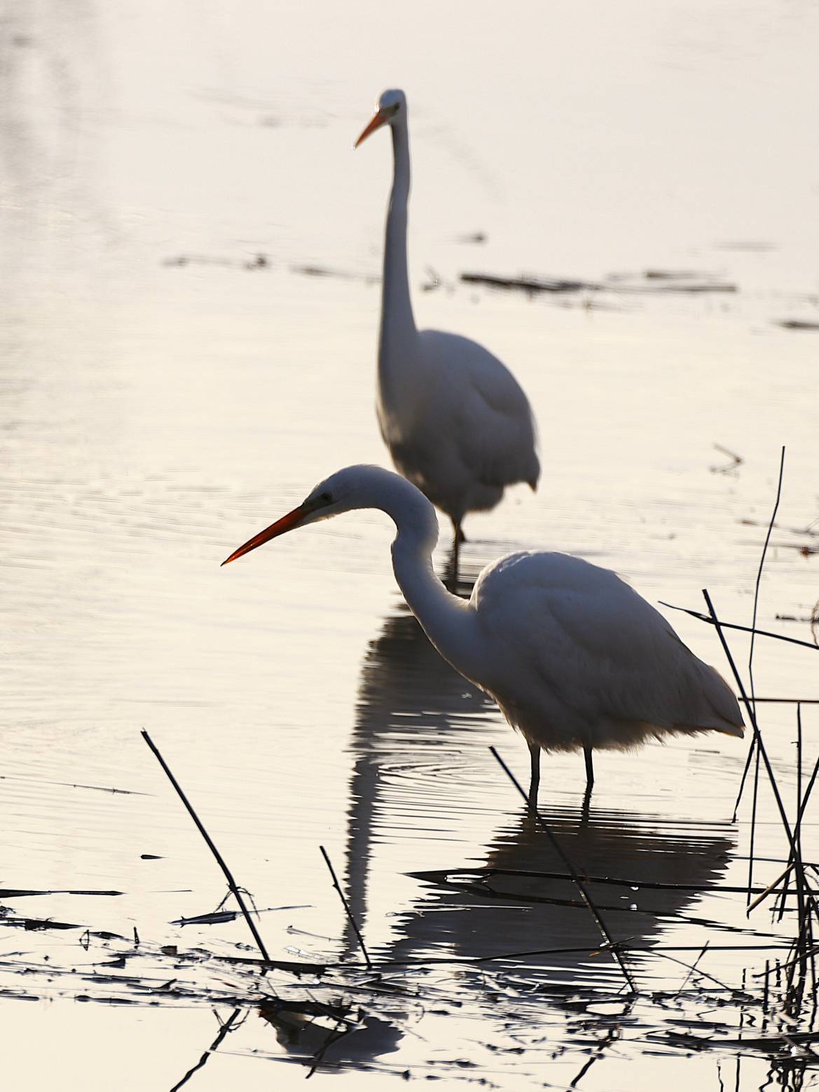 Oiseaux hivernants en scène - 24/01