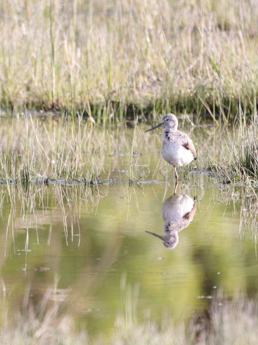 Découverte de la réserve naturelle à l'heure de la migration - 21/03