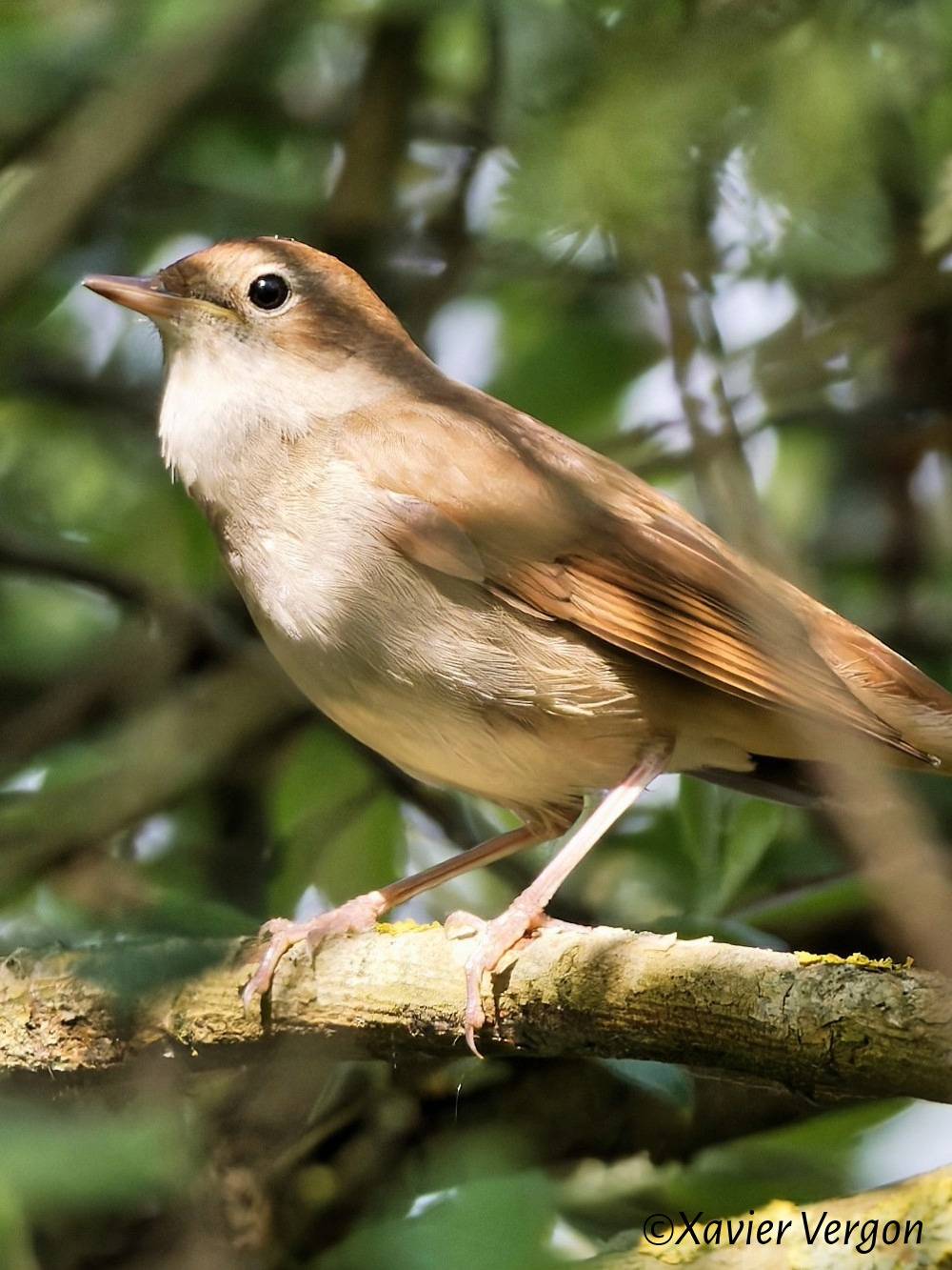 Sortie nature, le chœur de l'aube  - 19/04