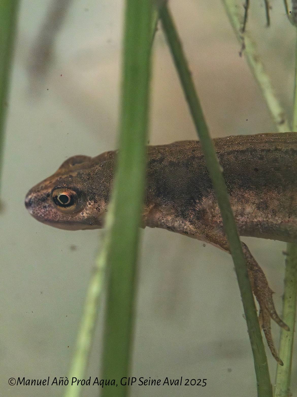 Mercredi Nature - A la découverte des amphibiens - 22/04