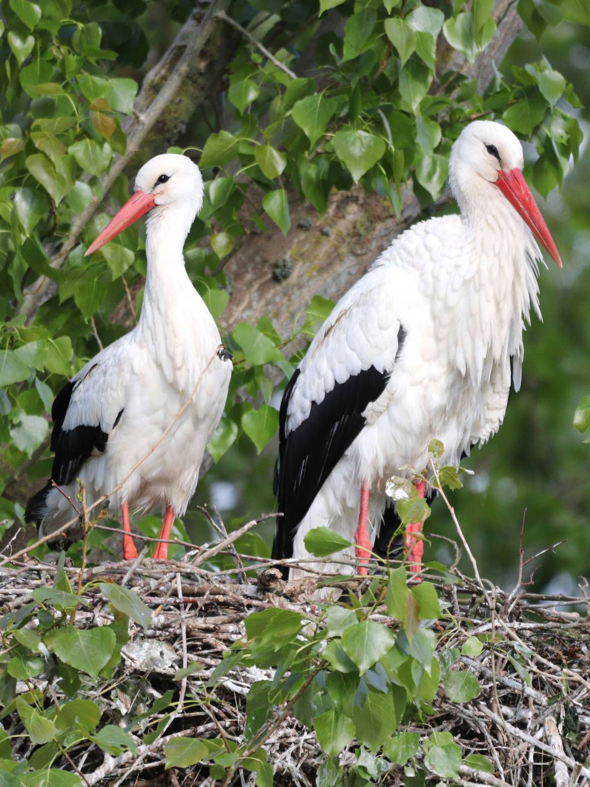 Quand les cigognes pouponnent  - 07/06