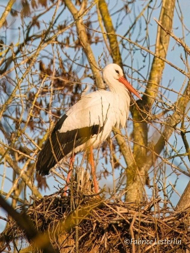 Quand les cigognes pouponnent  - 02/05