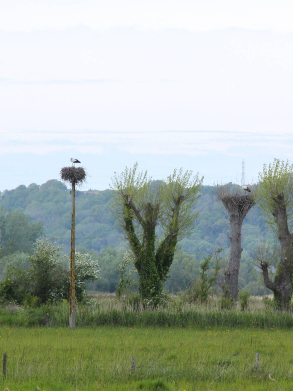 Découverte de la réserve naturelle au marais du Hode - 20/06
