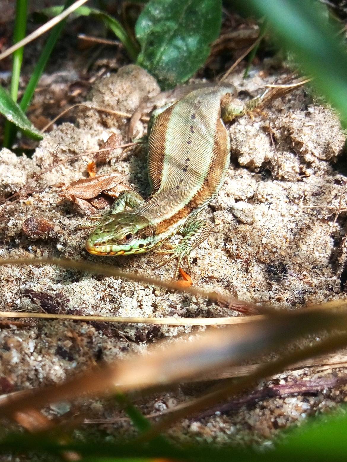 Mercredi Nature - Les reptiles de la réserve -  12/08