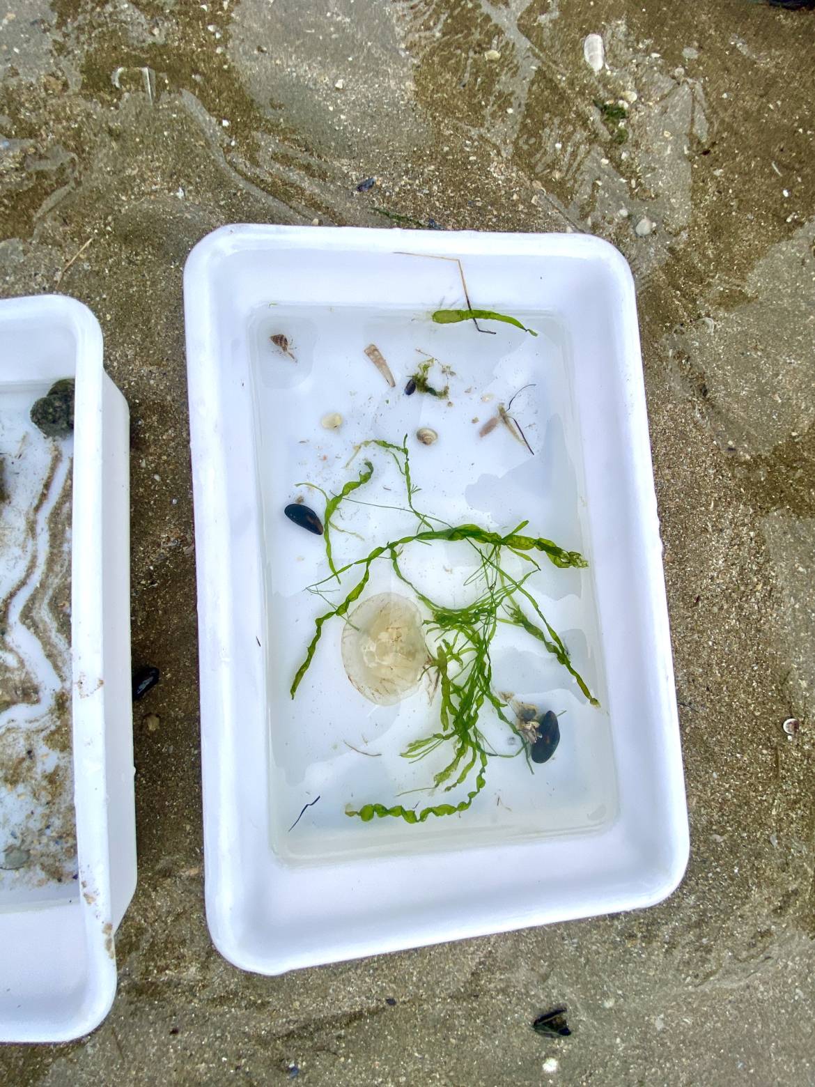 Pêche à pied naturaliste - 12/09