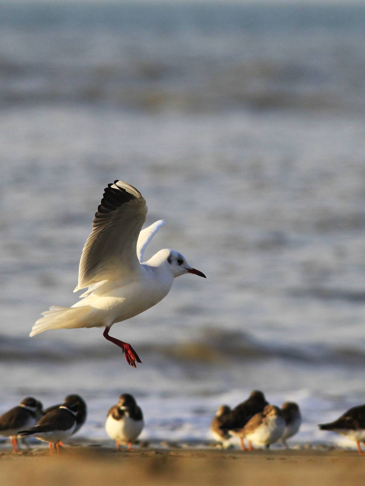 Les oiseaux du littoral - 18/10