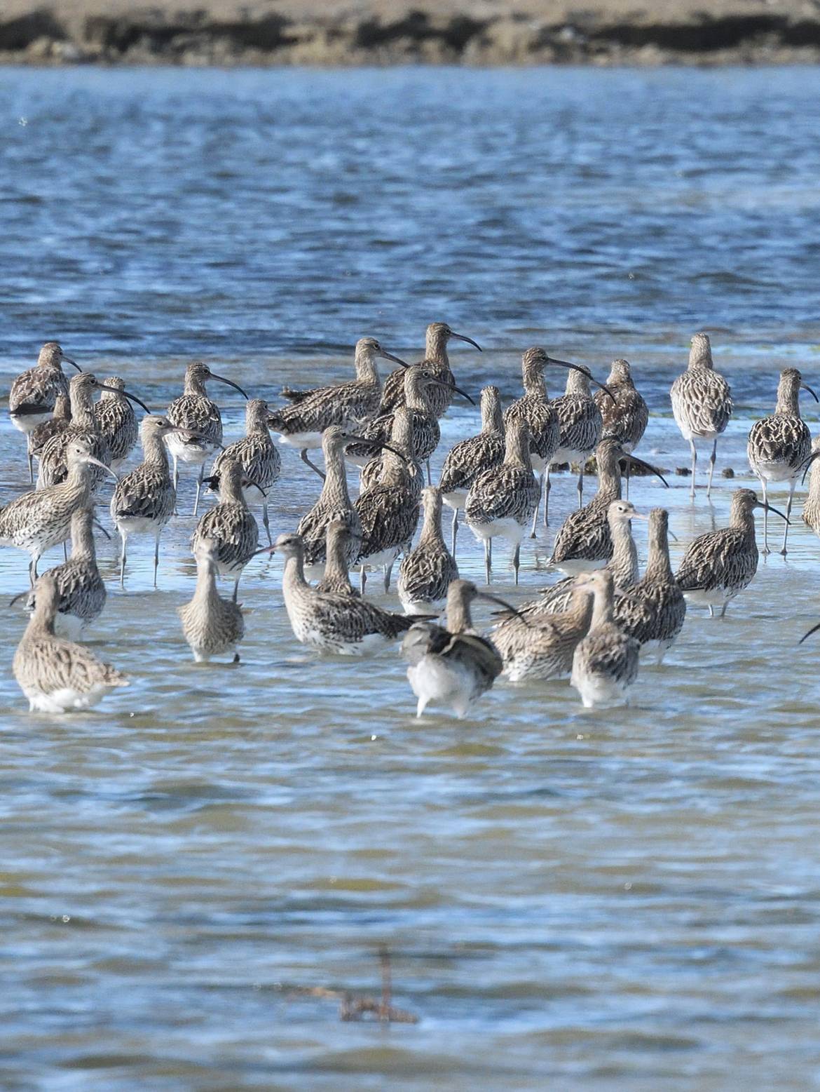 De nombreux oiseaux d’eau ont trouvé refuge dans le reposoir lors des dernières grandes marées