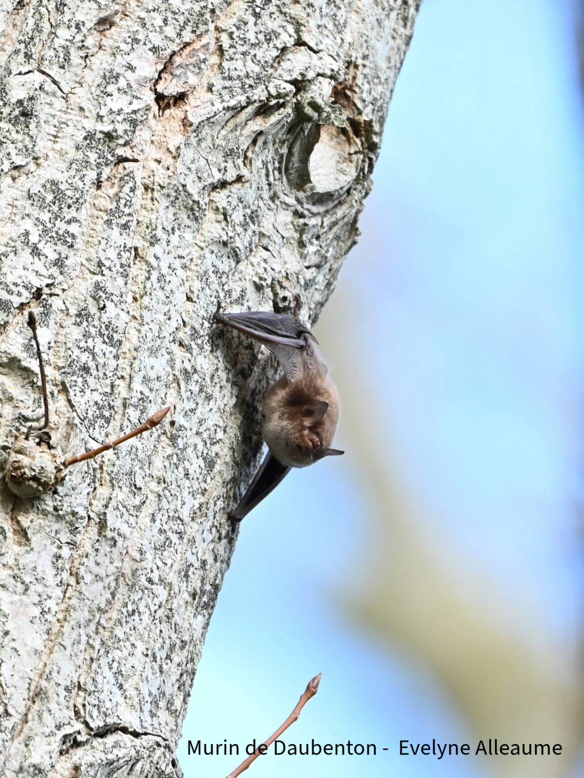 La réserve est un bon garde-manger pour les chauves-souris
