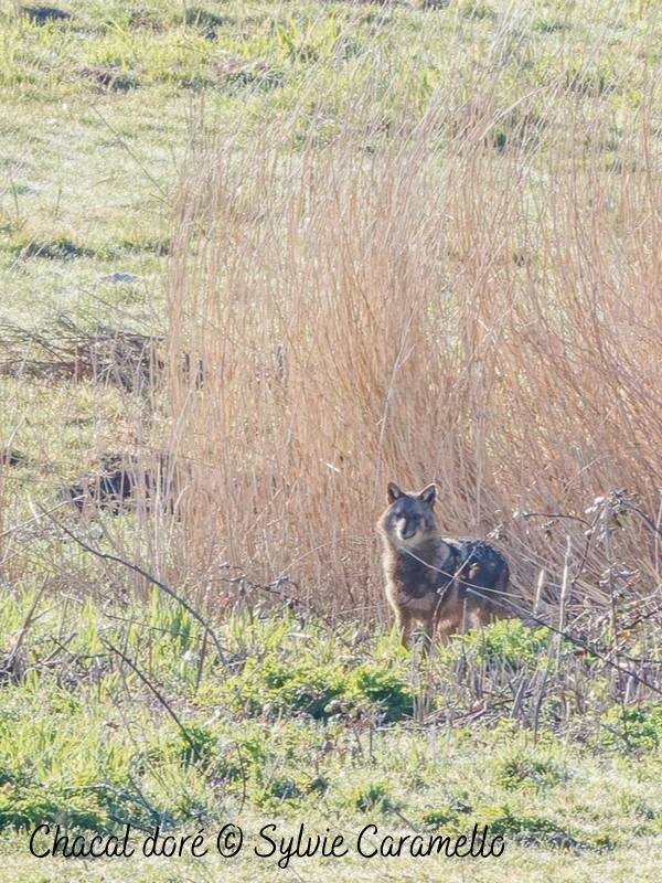 Une nouvelle espèce sauvage de mammifère observée dans l'estuaire de la Seine, le Chacal doré