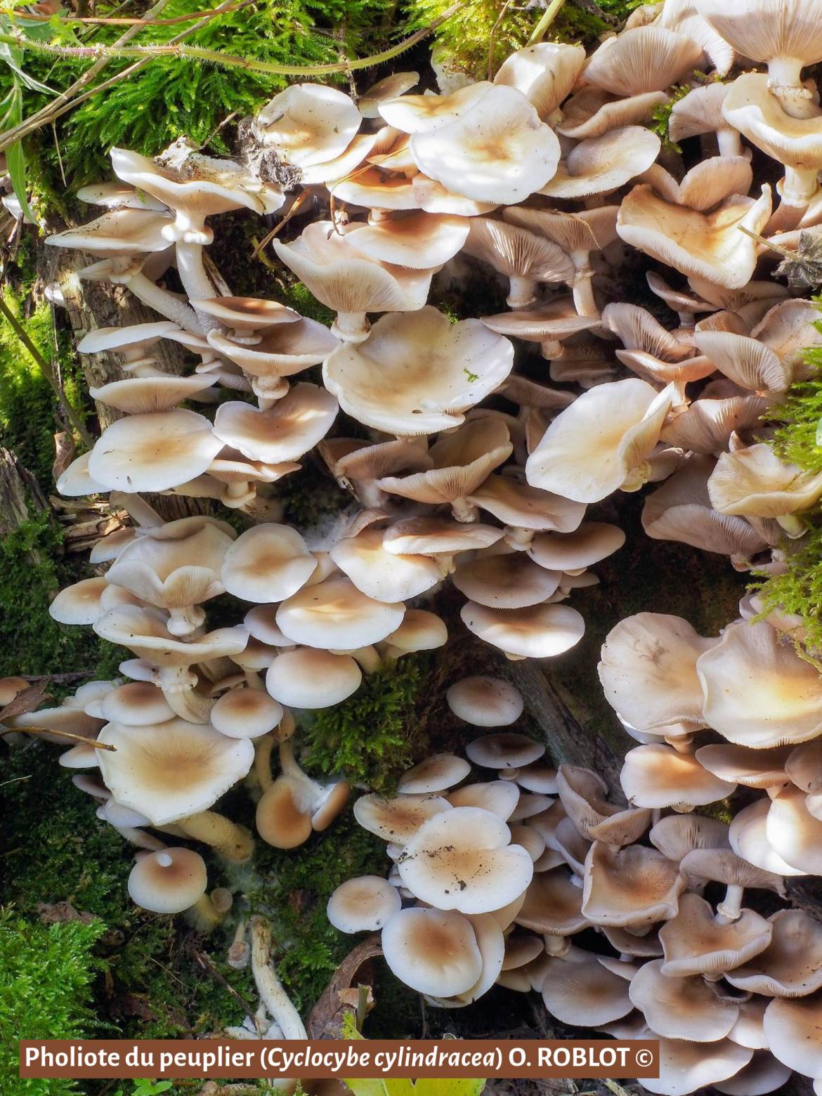 A la quête aux champignons !