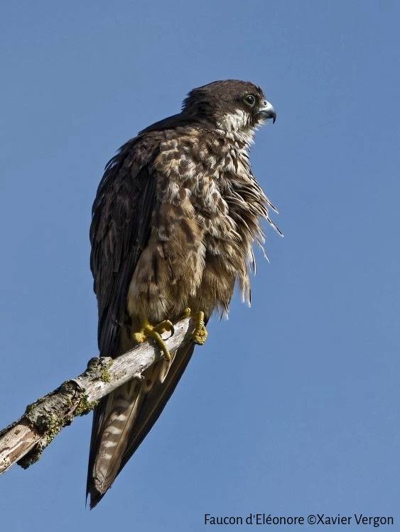 Une nouvelle espèce d’oiseau observée dans la Réserve naturelle de l’estuaire de la Seine et en Normandie : le Faucon d’Eléonore