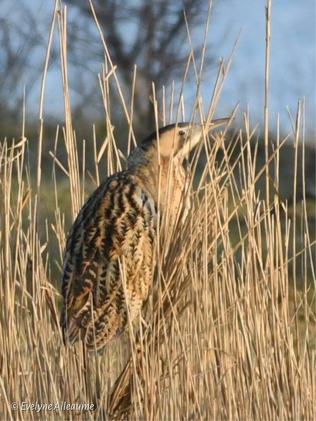 Comptage concerté du Butor étoilé, avril 2026