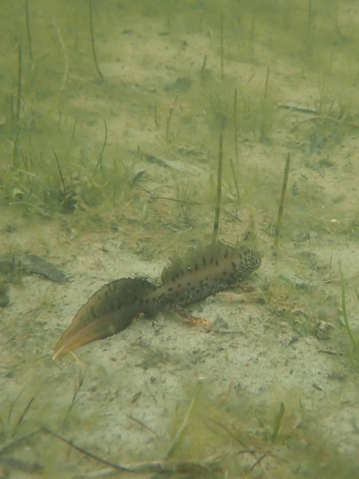 Un petit dragon caché dans les mares de la réserve ?
