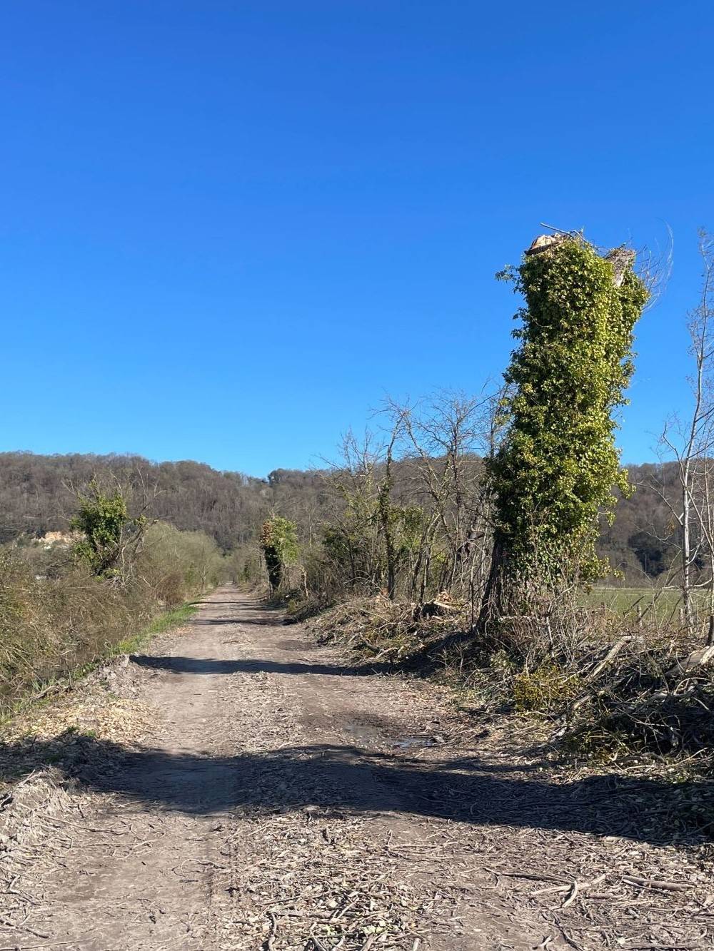 Des travaux d'abattage d'arbres dans le marais de Cressenval