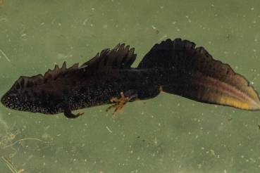 Triton crêté