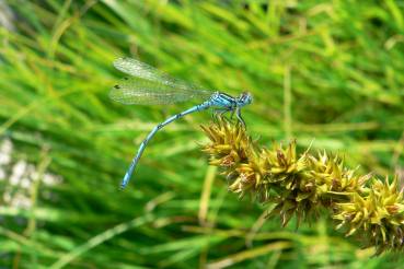 Agrion de mercure