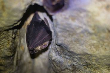 Grand rhinolophe