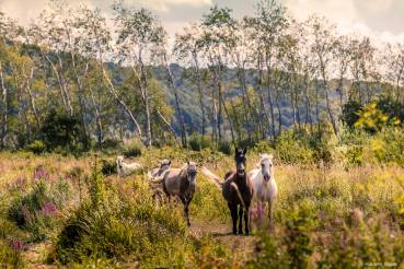Troupeau de chevaux de Cressenval © Philippe Bréard