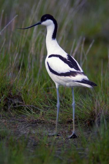 Avocette élégante - © Jean-Pierre Saliou