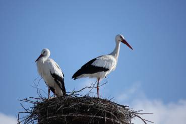 Cigognes blanches
