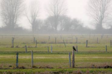 Hibou des marais - © Denis Tessier