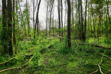 Bois de Tancarville