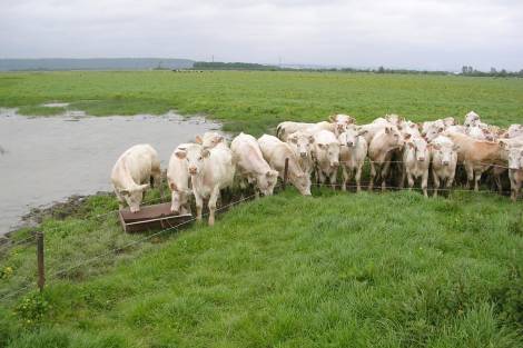 Troupeau de vache dans les prairies