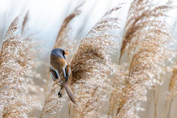Nez à bec avec les oiseaux des roseaux - 08/08