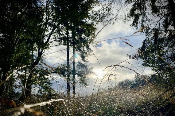 Rallye nature forestier - 22/08