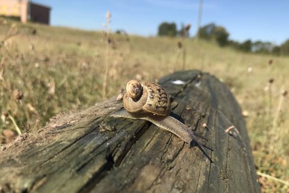 Mercredi Nature - A la découverte des escargots et limaces - 22/10