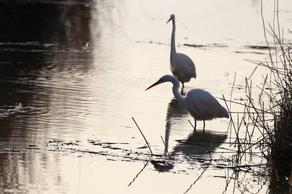 Oiseaux hivernants en scène - 24/01
