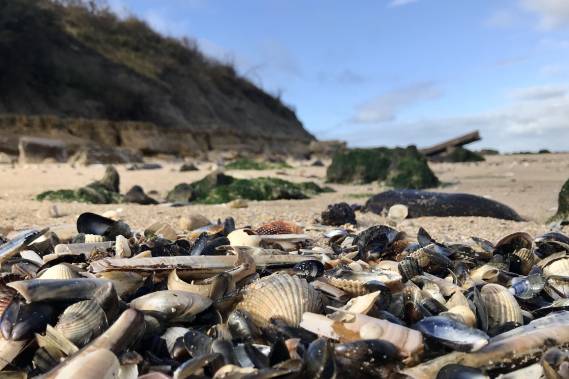 Quand les Roches noires se racontent - 15/02