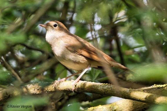 Sortie nature, le chœur de l'aube  - 19/04