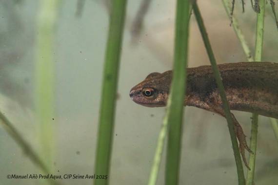 Mercredi Nature - A la découverte des amphibiens - 22/04