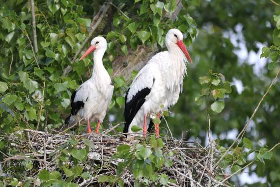Quand les cigognes pouponnent  - 07/06