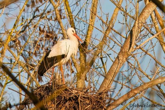 Quand les cigognes pouponnent  - 02/05