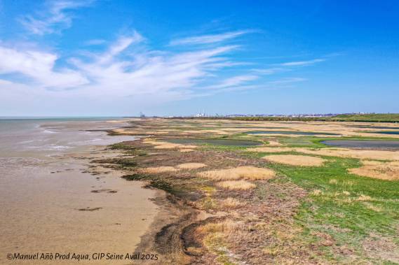 Fête de la Nature - Phoques, vasières et roselières - 24/05
