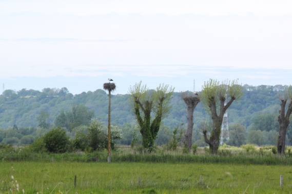 Découverte de la réserve naturelle au marais du Hode - 20/06