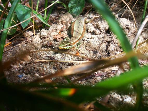 Mercredi Nature - Les reptiles de la réserve -  12/08
