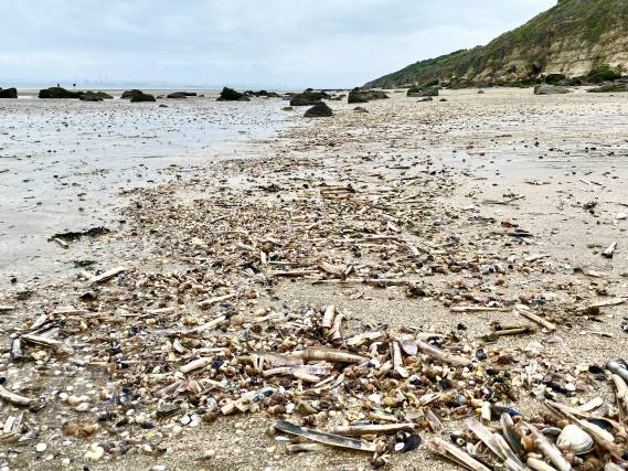 Pêche à pied naturaliste - 12/09