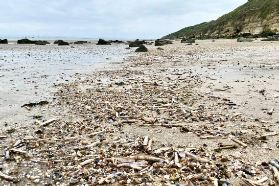 Pêche à pied naturaliste - 12/09
