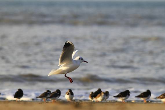 Les oiseaux du littoral - 18/10