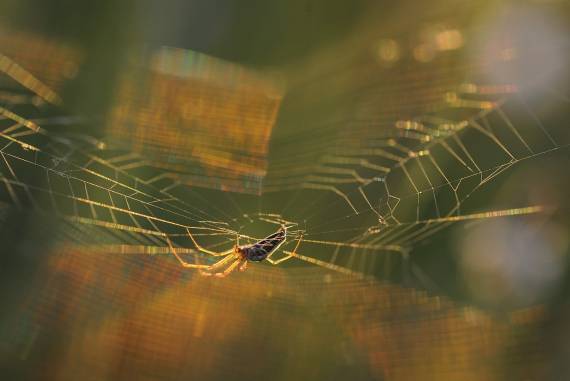 Araignée © Roland Vachon