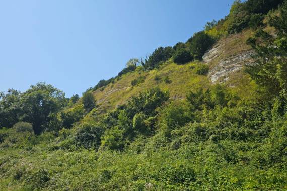 Pelouse sur falaise calcaire