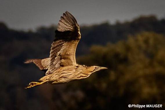 Comptage concerté du Butor étoilé, avril 2026