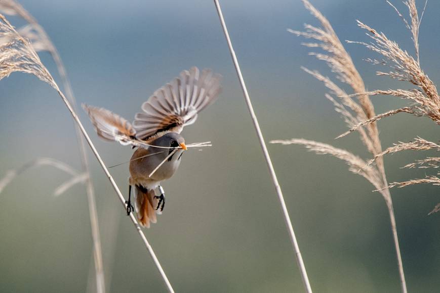 Nouveau stage d'initiation à l'ornithologie 2025