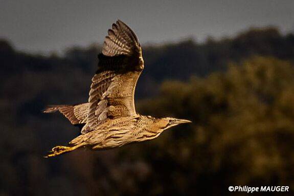 Comptage concerté du Butor étoilé, avril 2026